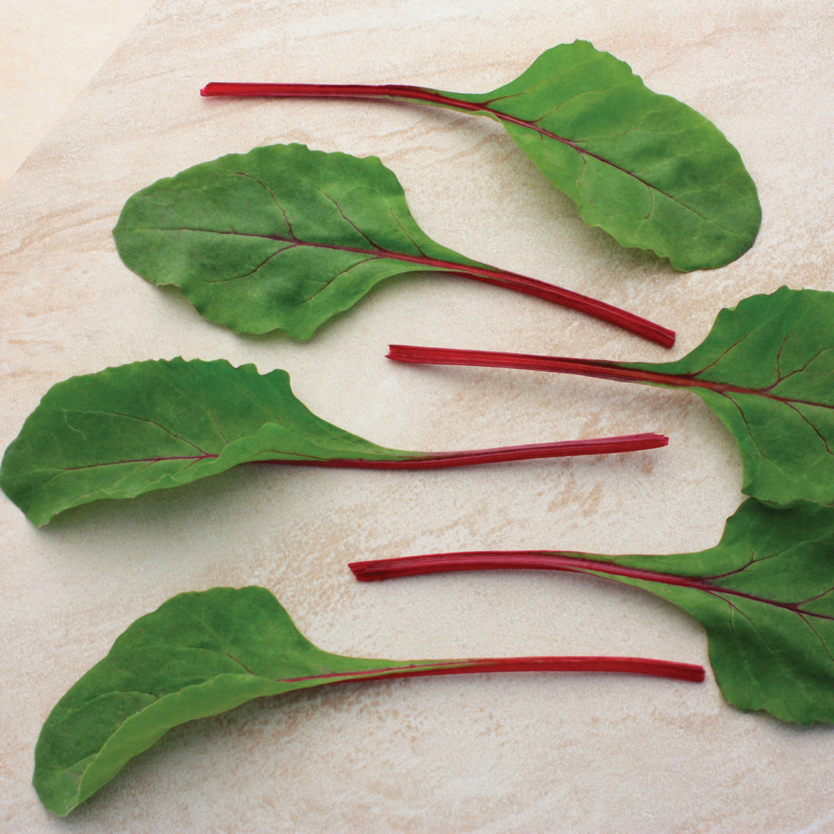 Fire Fresh Swiss Chard Hybrid