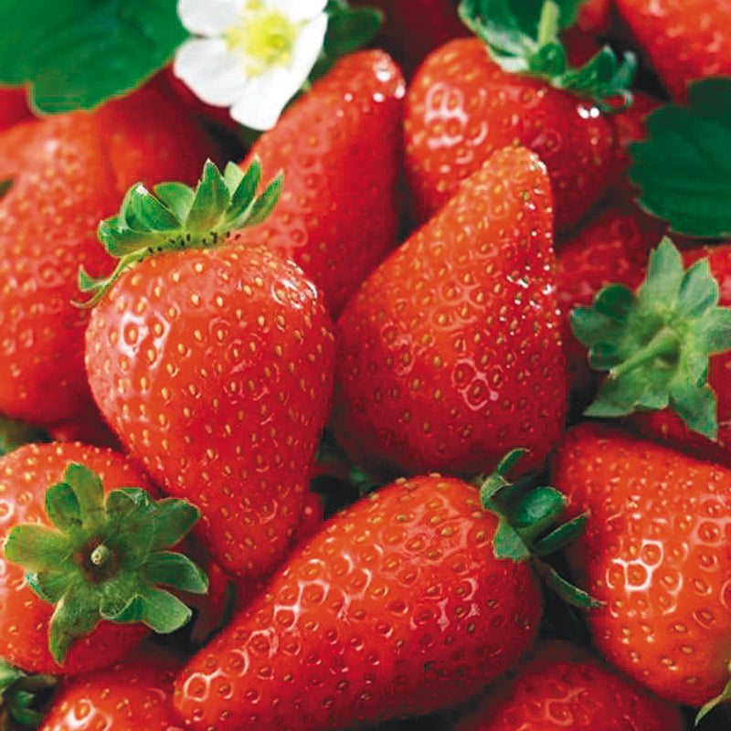 Milan Untreated Strawberry Hybrid