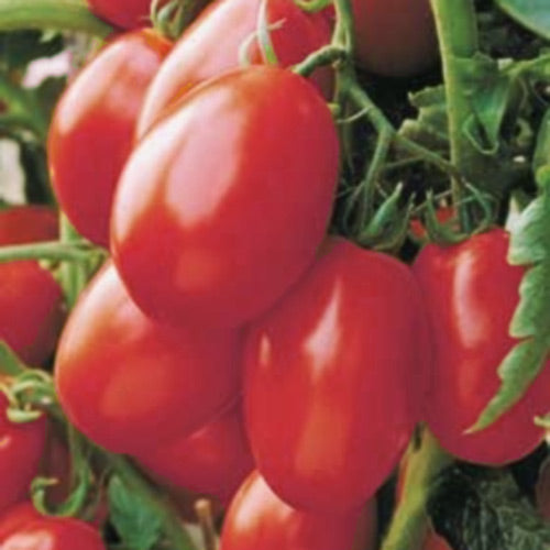 Sunoma Pelleted Tomato Hybrid