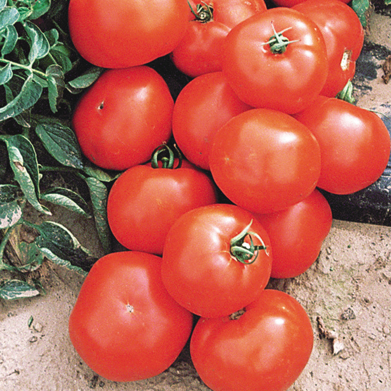 Florida 47R VFF Tomato Hybrid