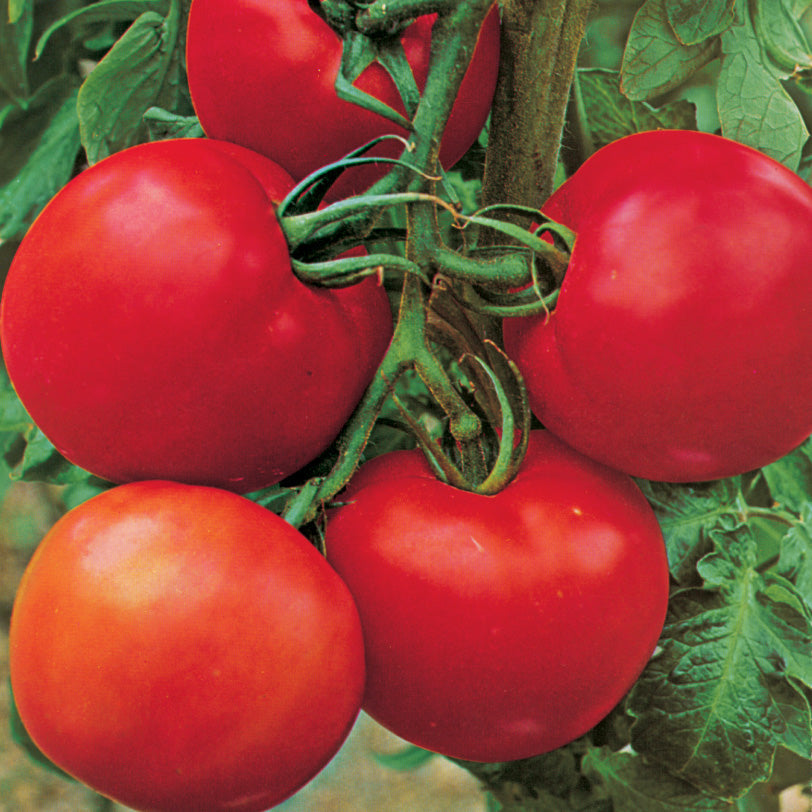 Cobra (Greenhouse) Tomato Hybrid