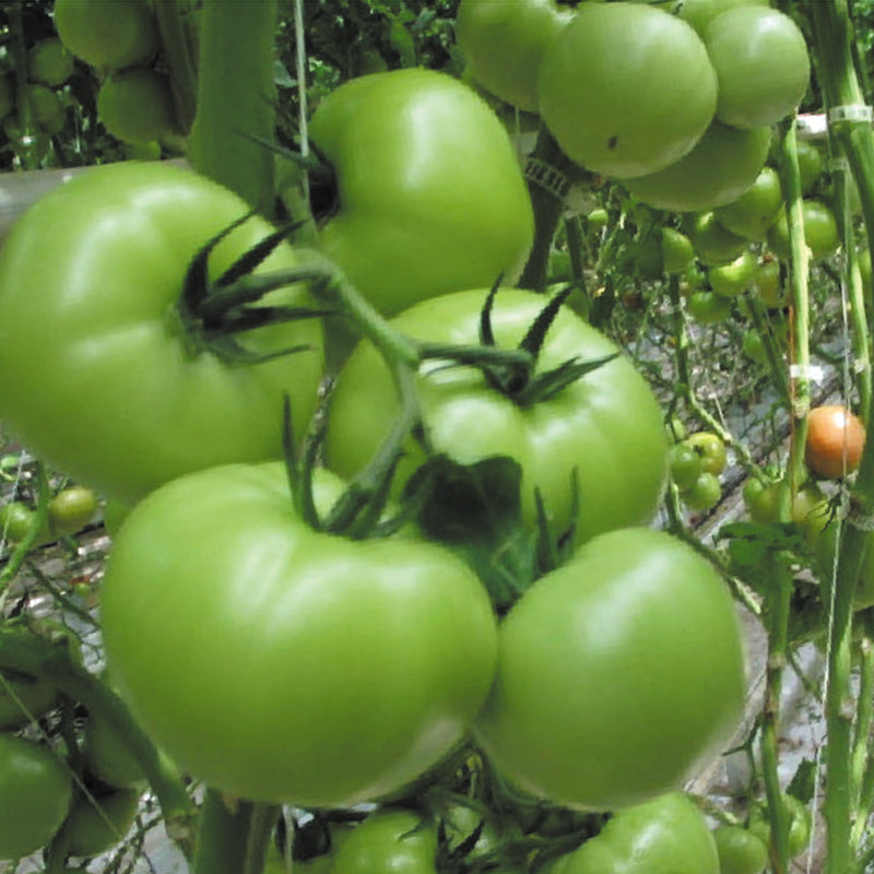 Geronimo - Tomates Pour Production En Serre Ou En Tunnel Hybride (Non Traité - Amorcée)