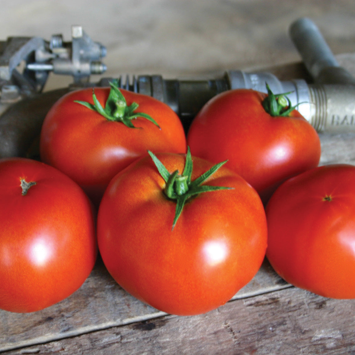 Red Bounty Tomato Hybrid
