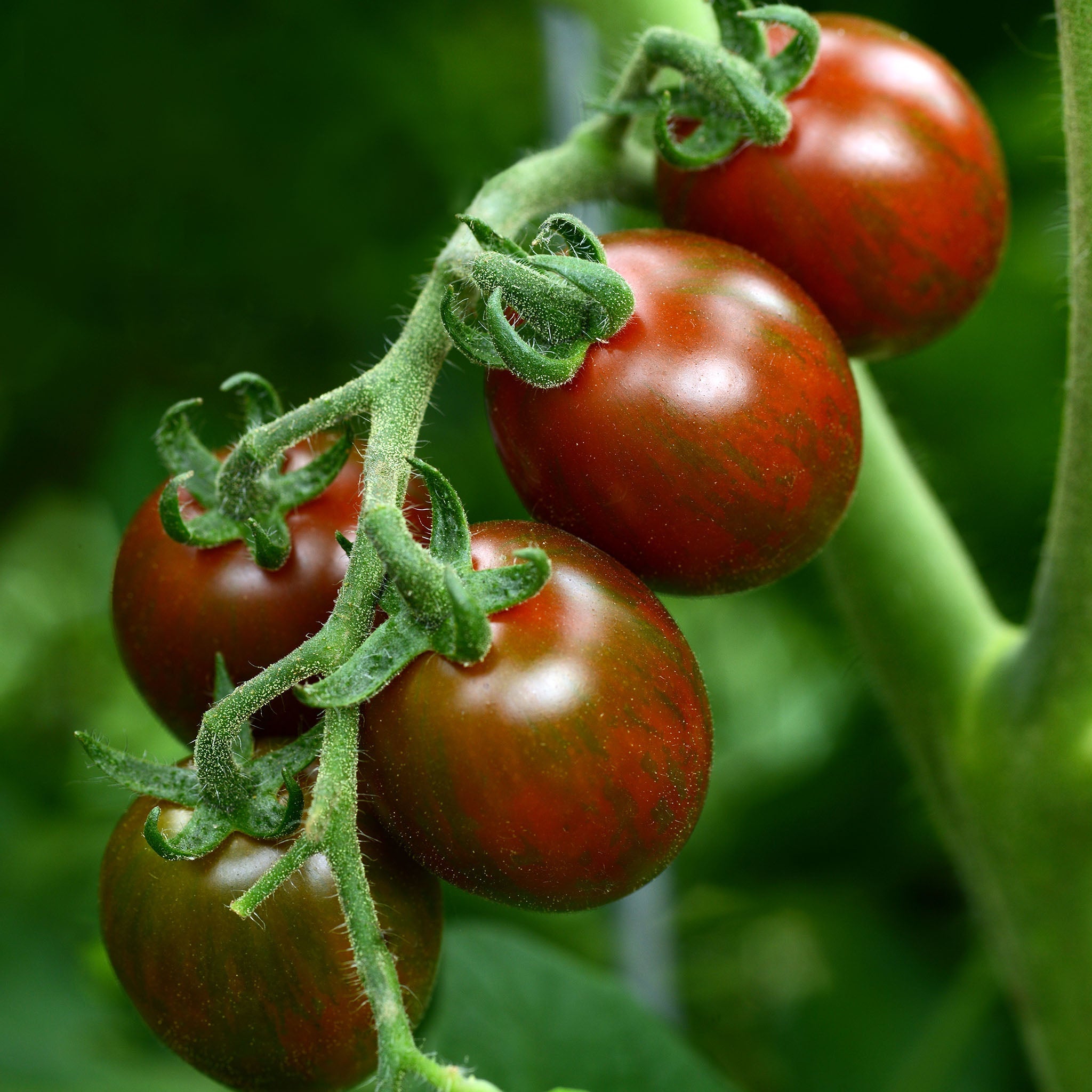 Chocolate Sprinkles Untreated VF Tomato Hybrid