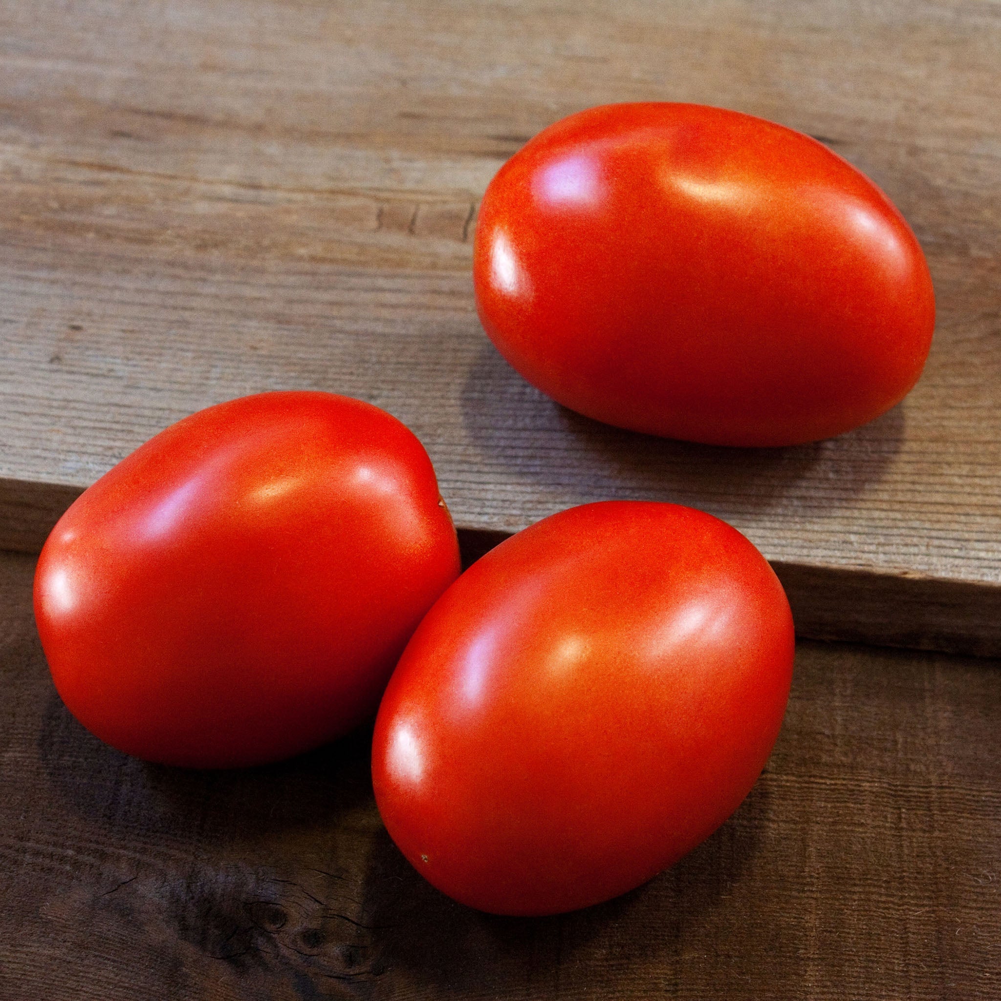 Daytona Tomato Hybrid