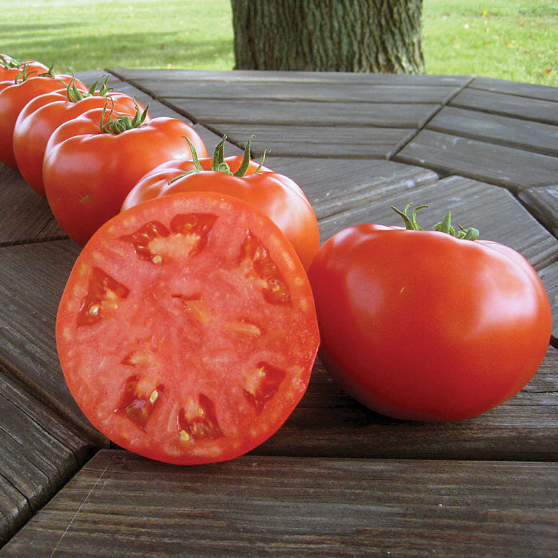 Mountain Merit Untreated Tomato Hybrid