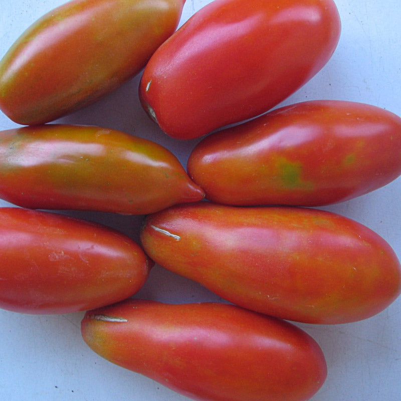 San Marzano Determinate Untreated Tomato