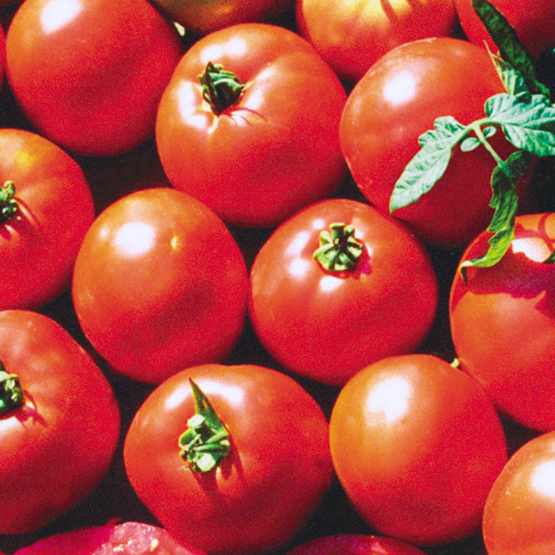 Ultrasonic VFT Tomato Hybrid