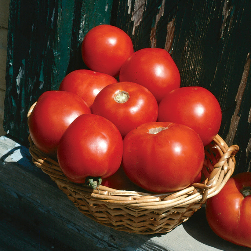 Basketvee Tomato