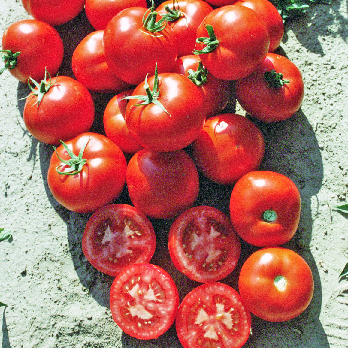 Brillante VFFT Tomato Hybrid