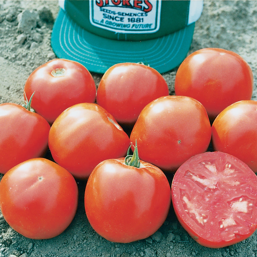 Hy-Beef 9904 VFT Tomato Hybrid