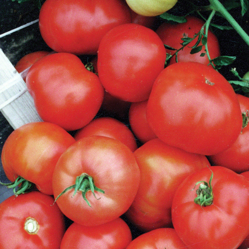 Ultra Sweet VFT Tomato Hybrid
