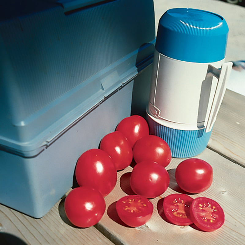 Lunch Box Vf Tomato Hybrid