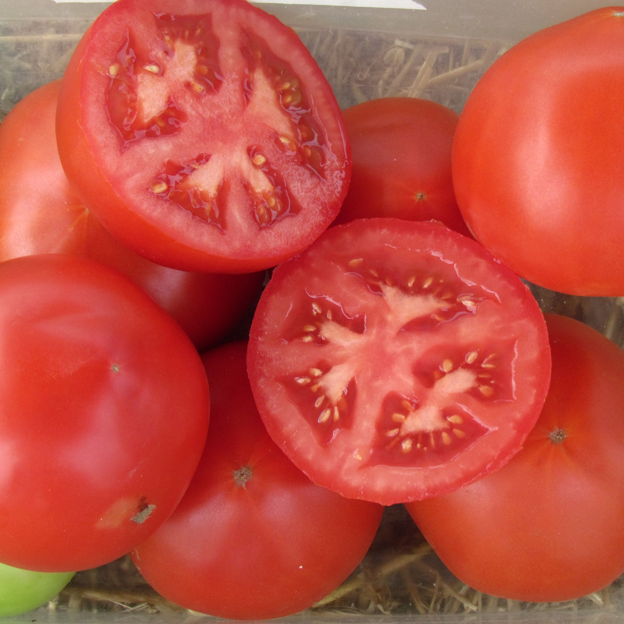 Red Mountain Tomato Hybrid