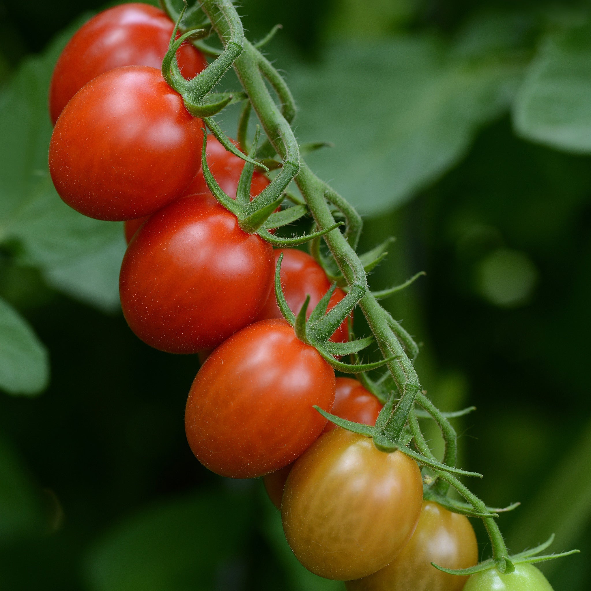 Sugar Rush Untreated Tomato Hybrid