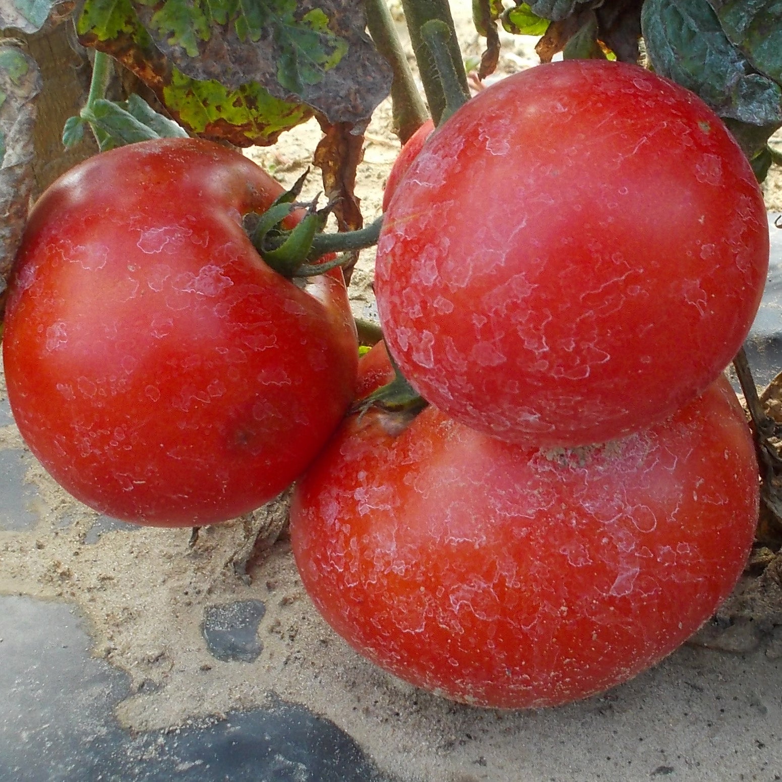 Summerpink Vf Tomato Hybrid