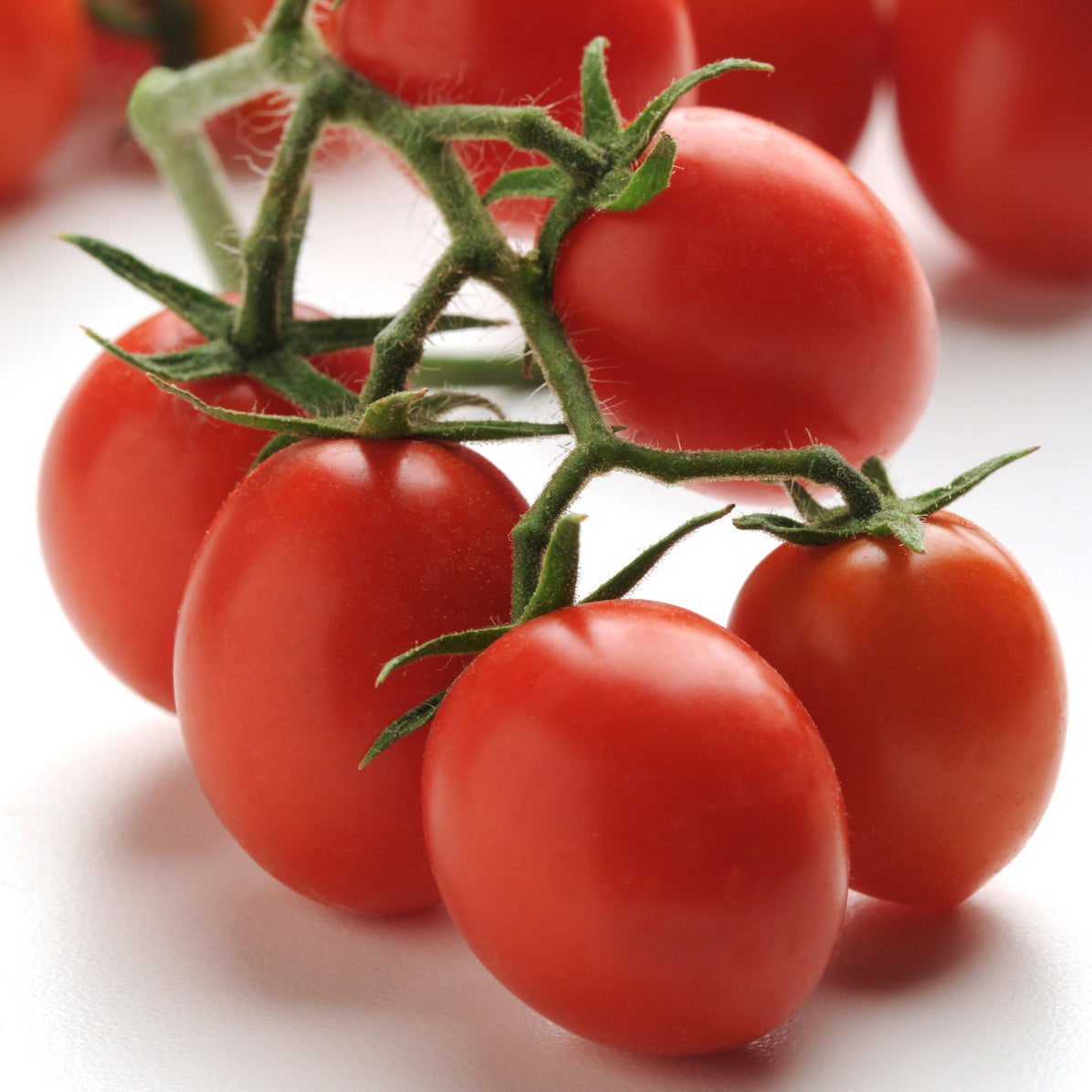 Topsy Tom Untreated Tomato Hybrid