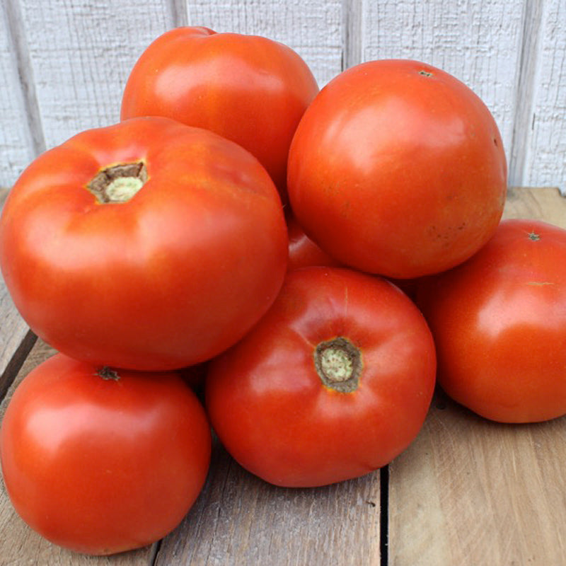 Myrtle Tomato Hybrid