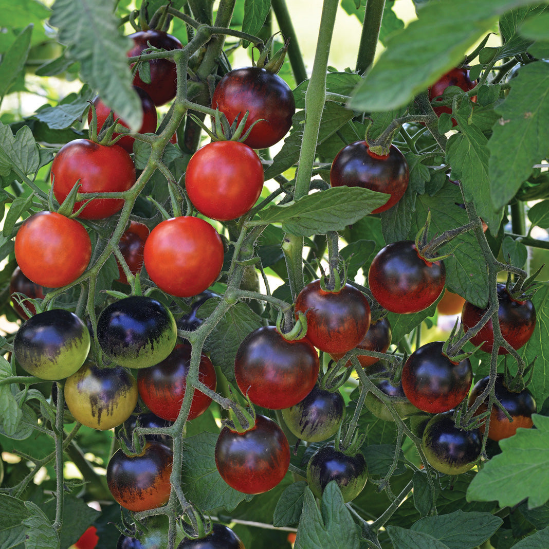 Midnight Snack Untreated Tomato Hybrid