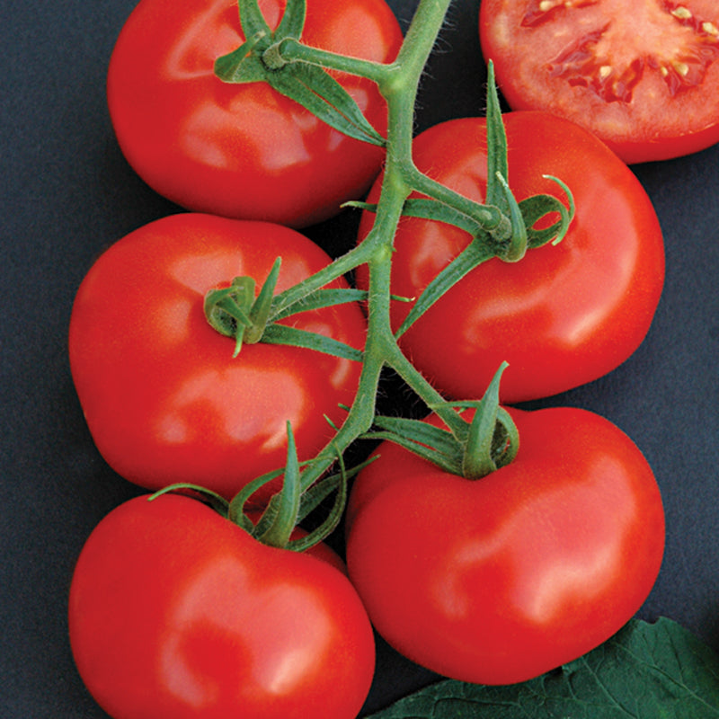 Komeett (Greenhouse) Untreated Primed Tomato Hybrid