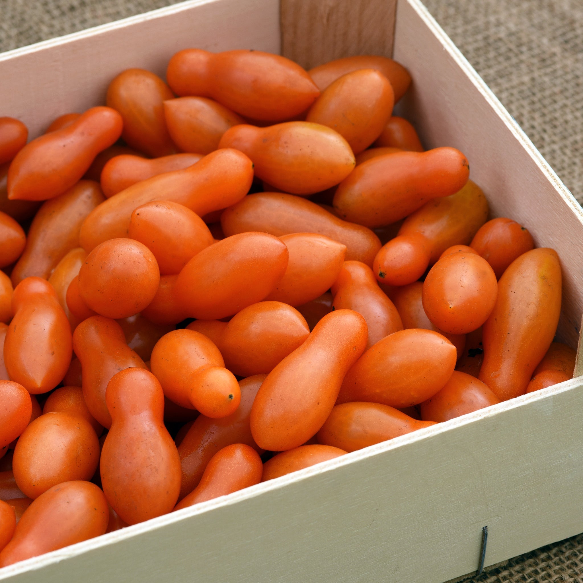 Sun Dipper Untreated Tomato Hybrid