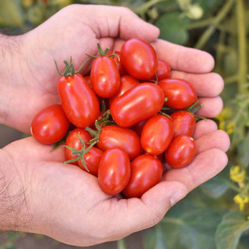 Red Coral Tomato Hybrid