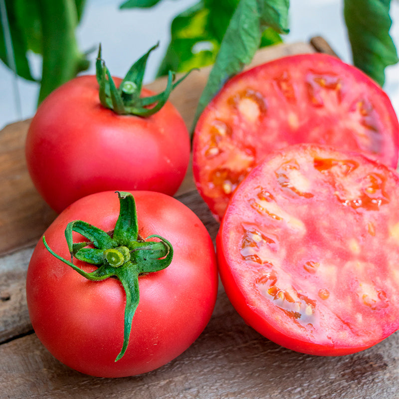 Bellerose (76465) Pink Tomato Hybrid