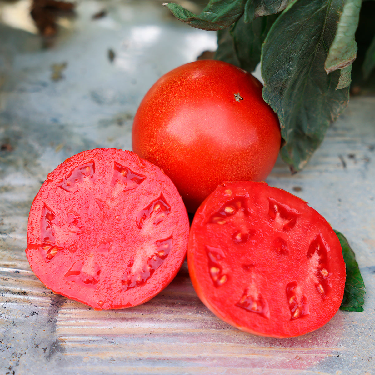 Lancer Pelleted Tomato Hybrid