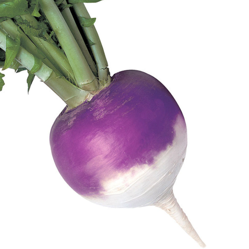 Purple Prince Turnip Hybrid