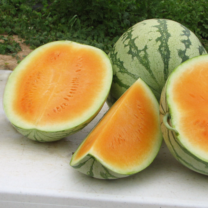 Orange Crisp Triploid Watermelon Hybrid