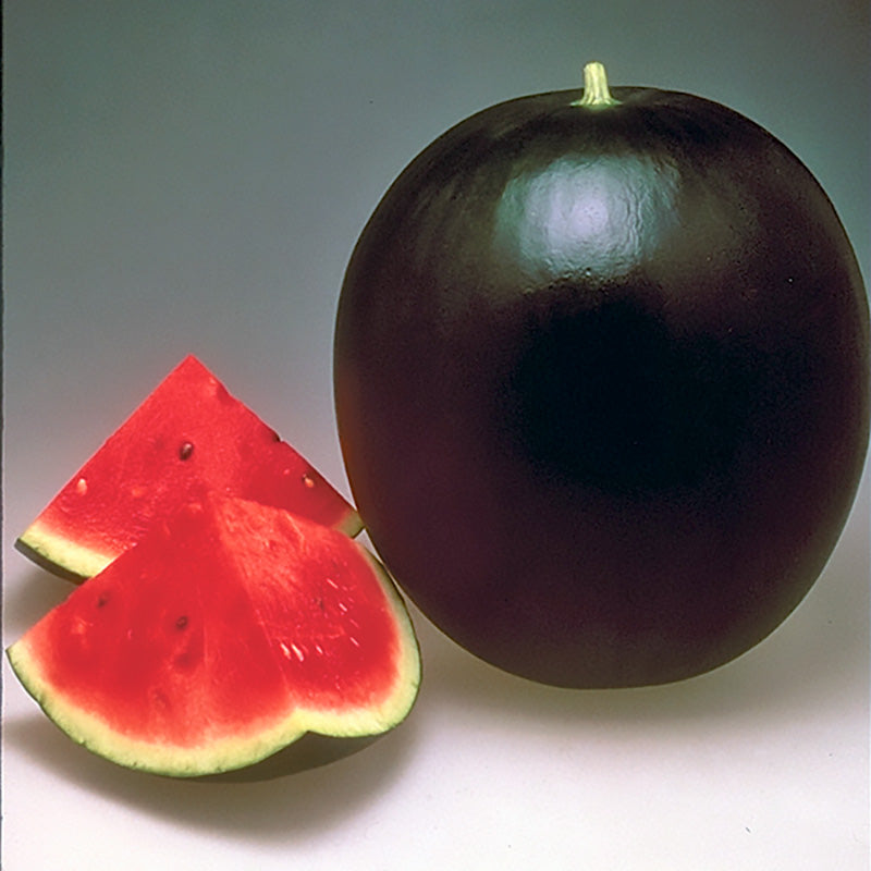 Pata Negra Watermelon Hybrid