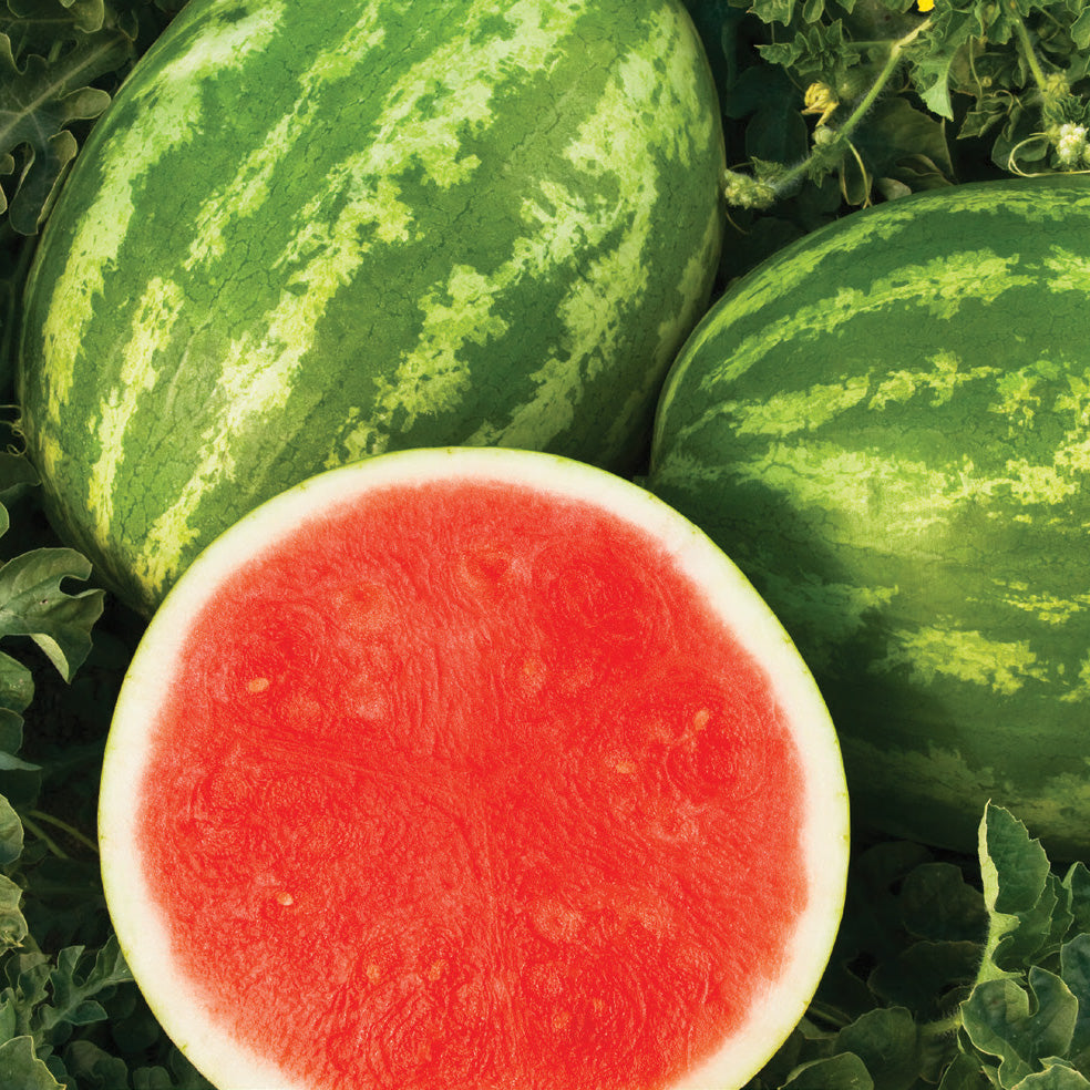 Sweet Dawn Triploid Watermelon Hybrid