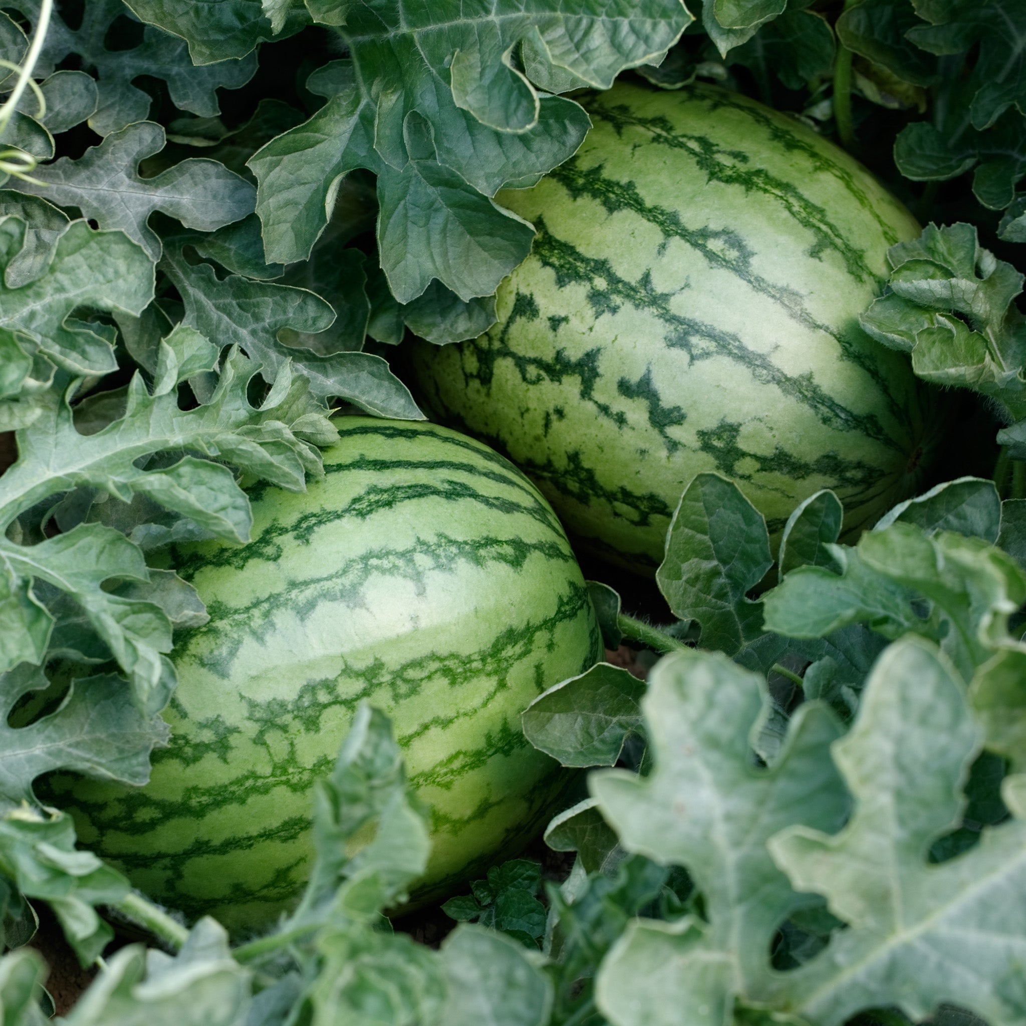 Wild Card Plus Diploid Pollinator Watermelon