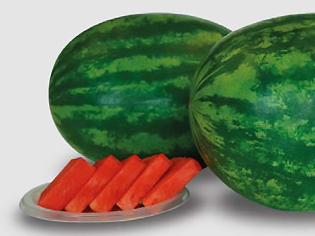 Rio Grande Watermelon Hybrid
