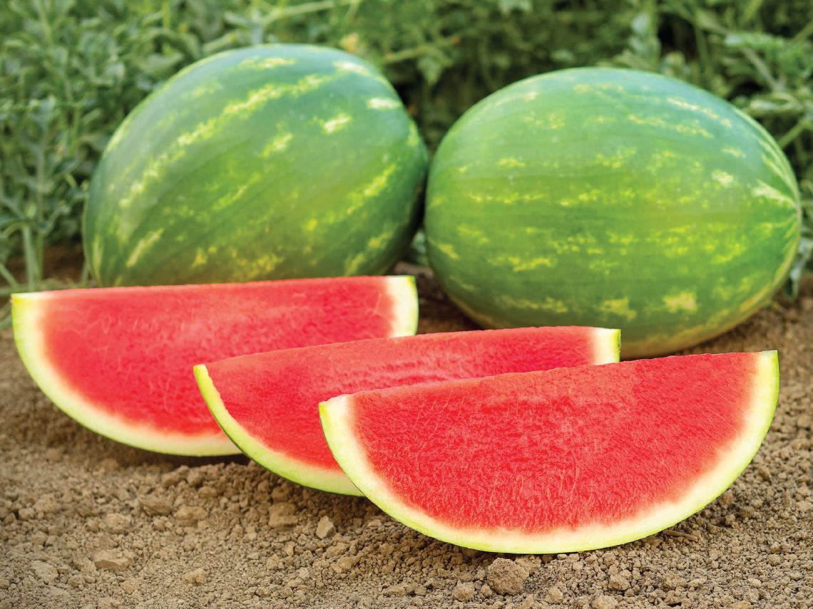 Amazo Triploid Watermelon Hybrid