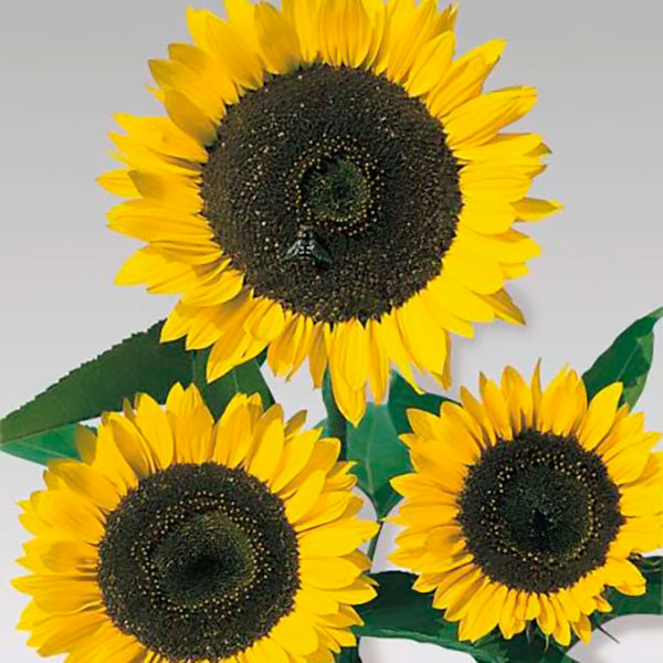 Cutting Gold Untreated Helianthus