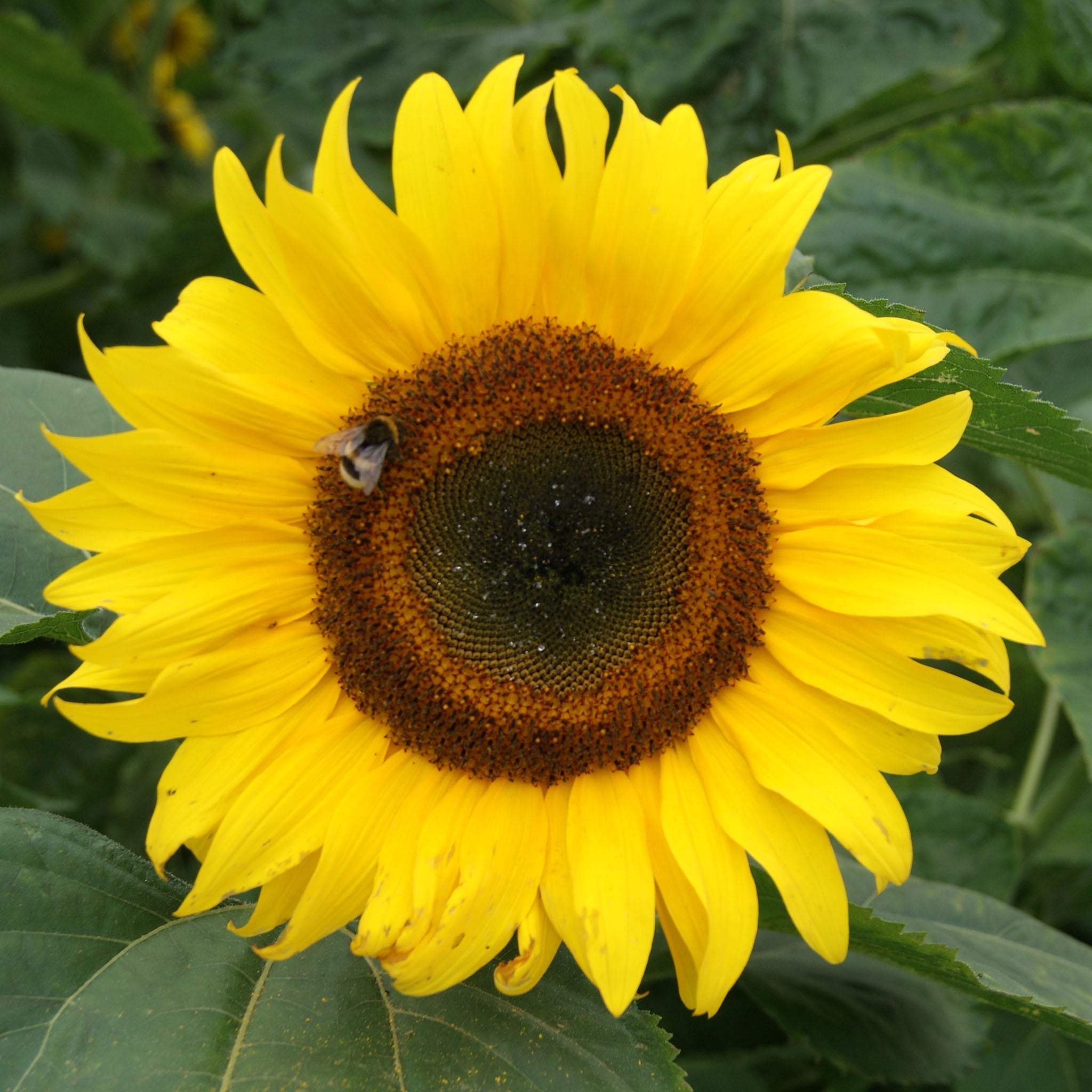 Mammoth Untreated  Helianthus