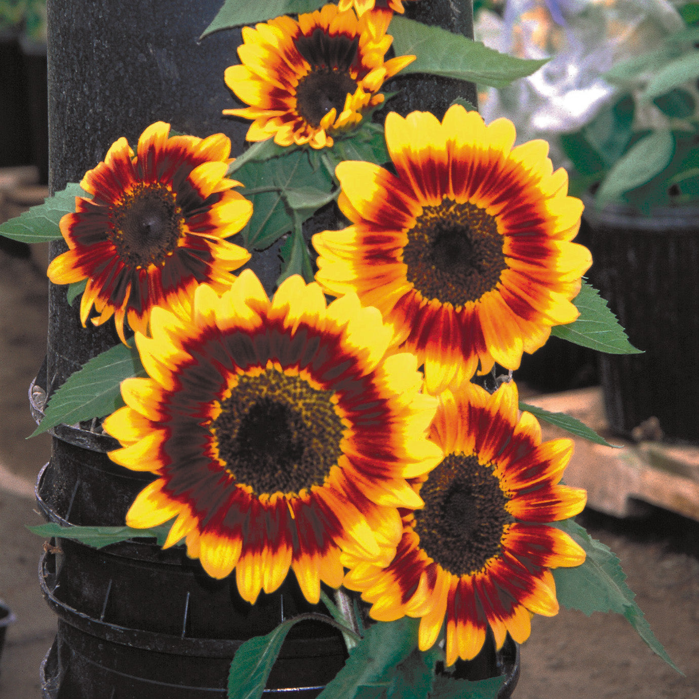 Procut Bicolor DMR Helianthus Hybrid