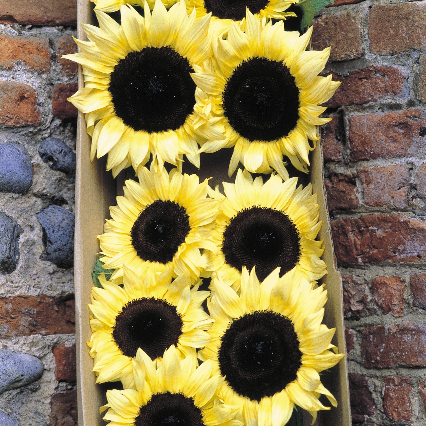 Procut Lemon Helianthus Hybrid