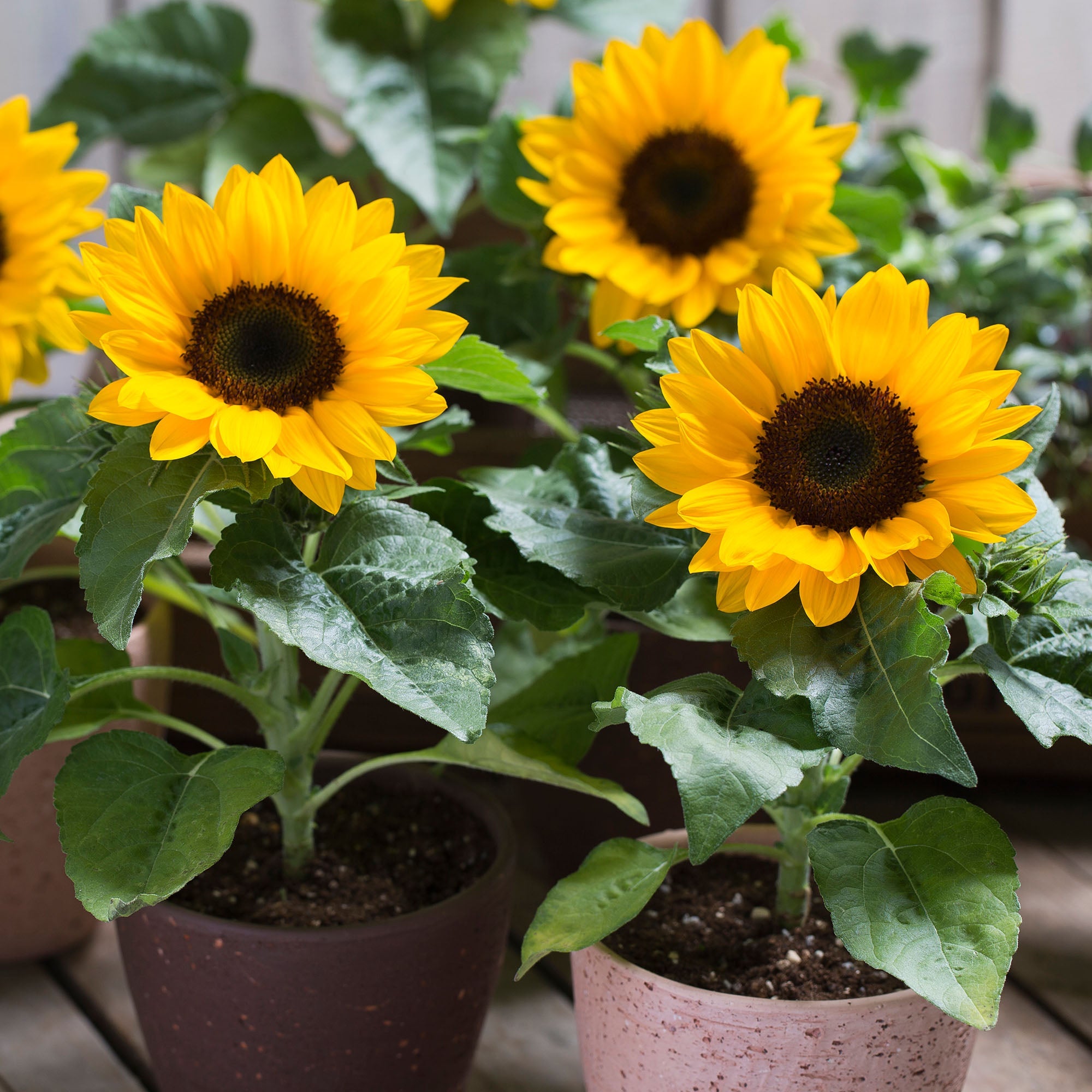 Smiley Untreated Helianthus Hybrid