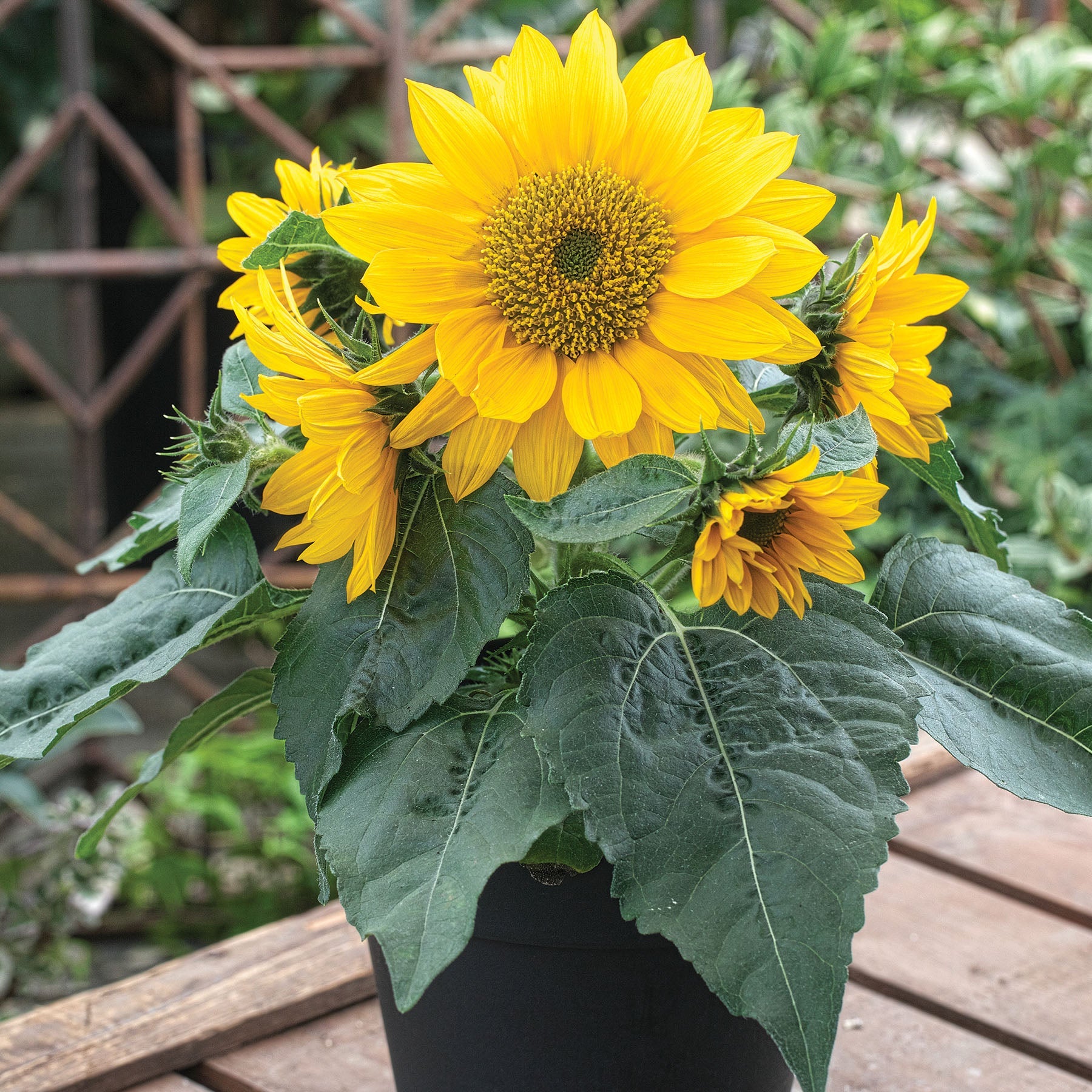 Smiley Gold Untreated Helianthis Hybrid