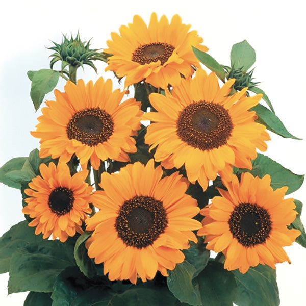 Soraya Untreated  Helianthus