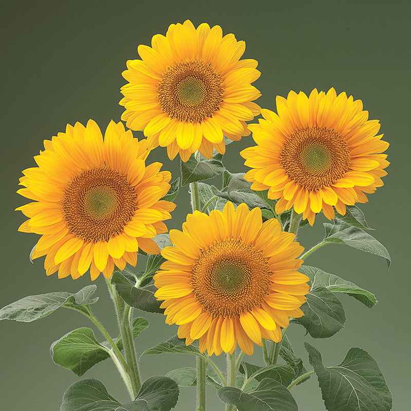 Sunrich Gold Helianthus Hybrid