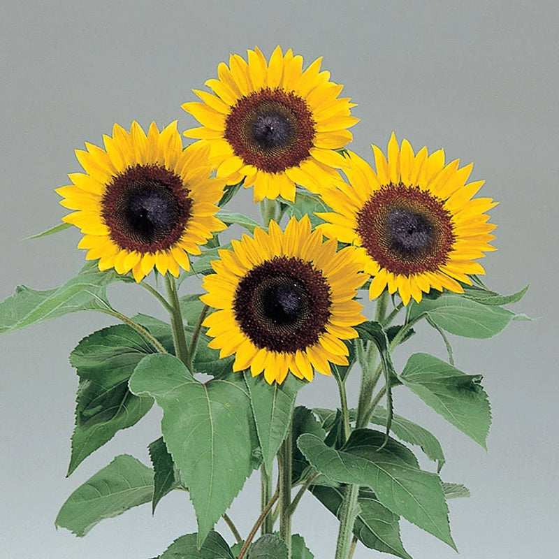 Sunrich Lemon Helianthus Hybrid