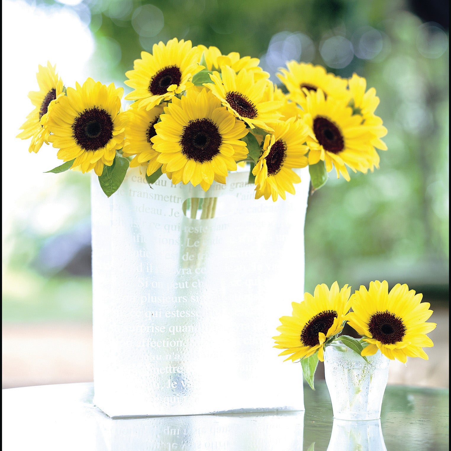 Sunrich Lemon Summer Helianthus Hybrid