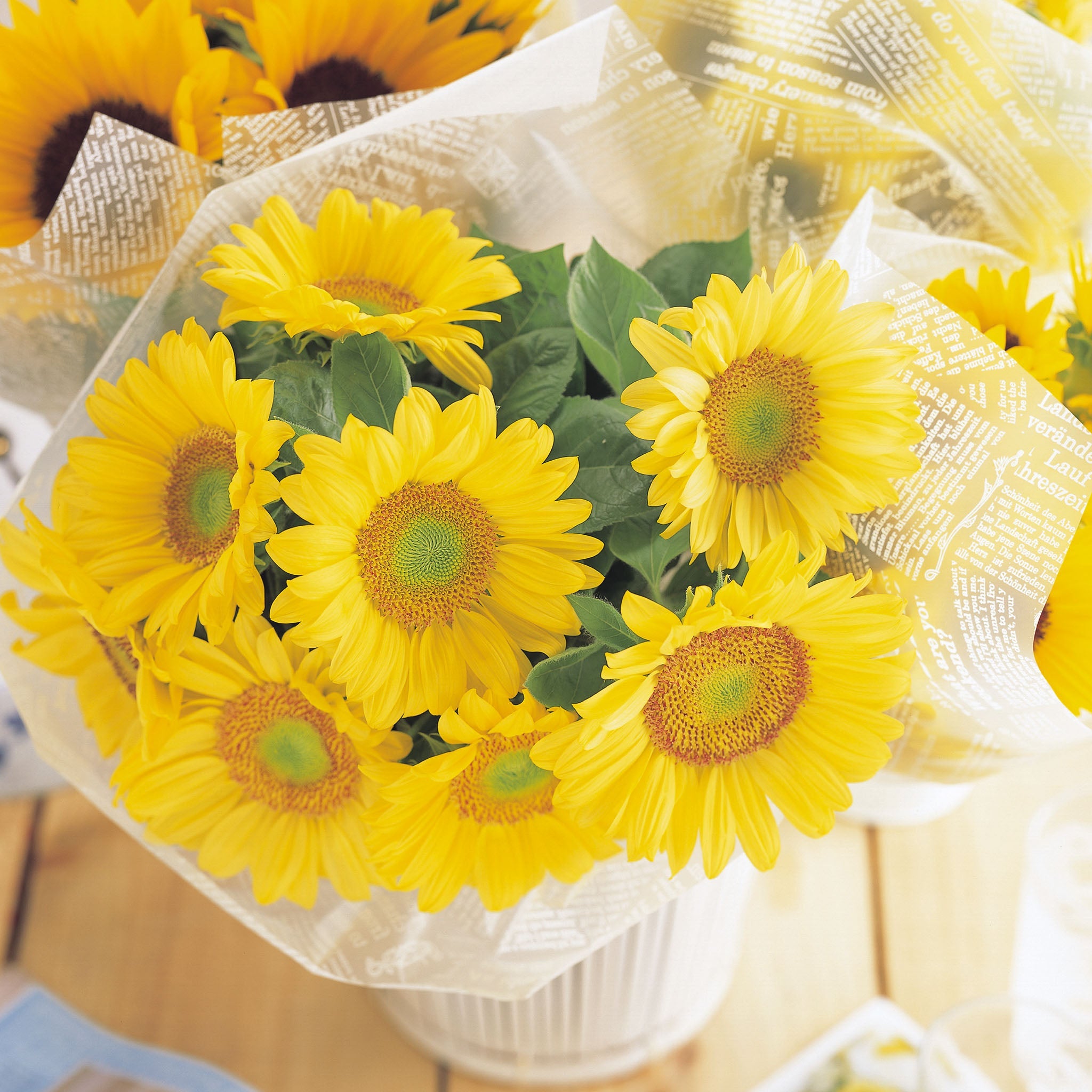 Sunrich Lime Helianthus Hybrid