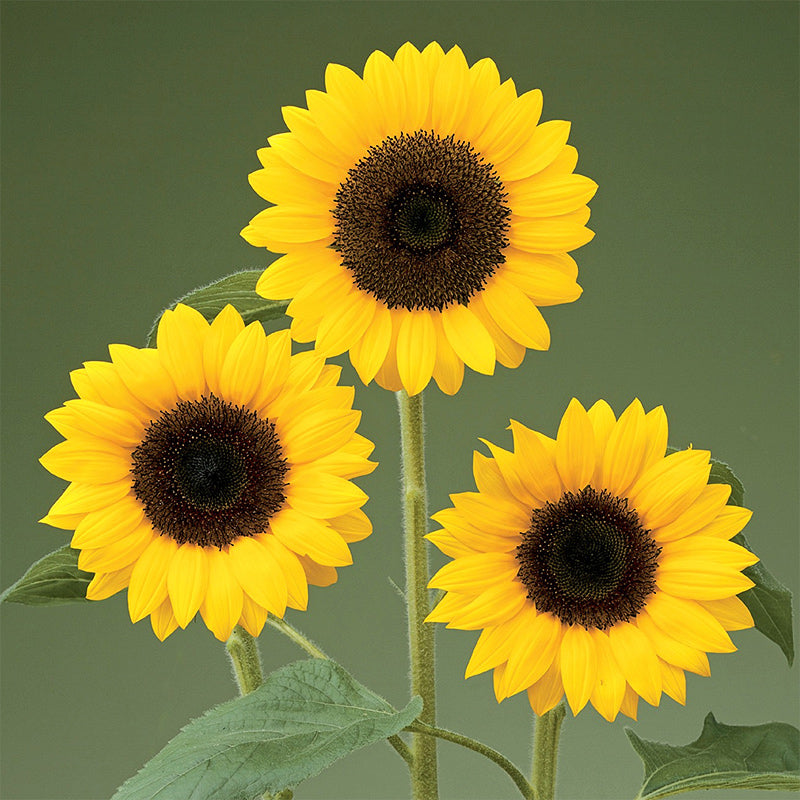 Sunrich Orange DMR Helianthus Hybrid