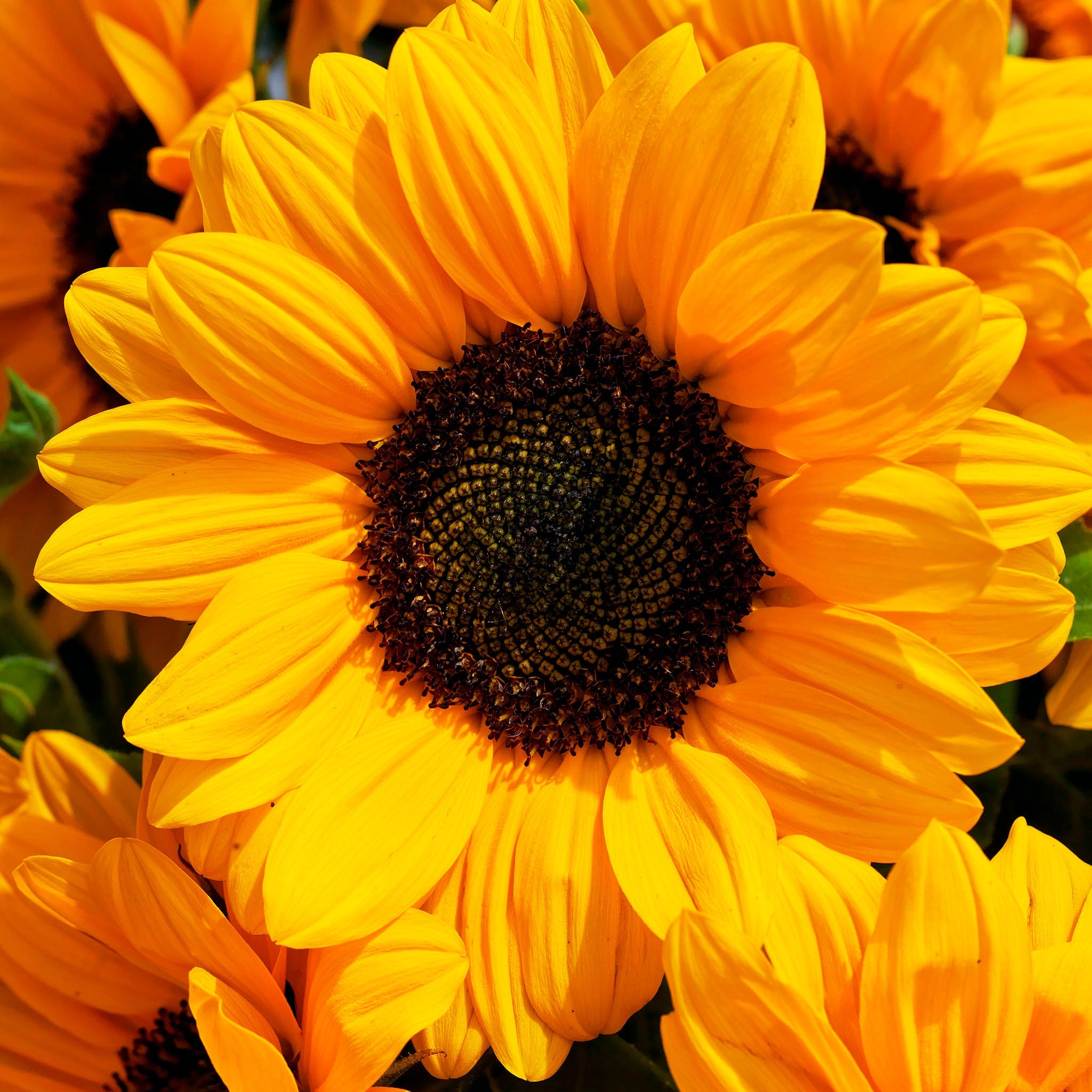 Vincent's Choice Dark Center DMR Helianthus Hybrid