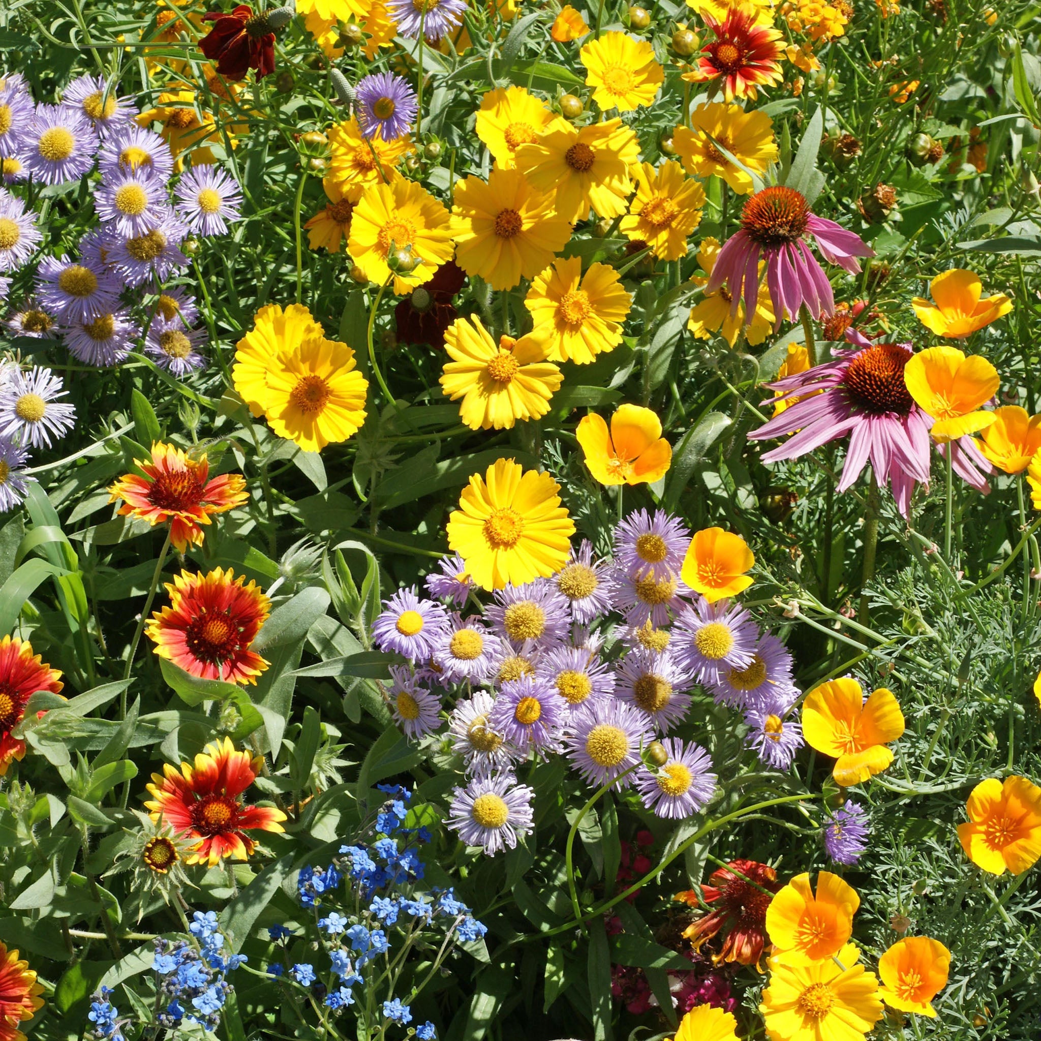 Bee Feed Untreated Flower Mix