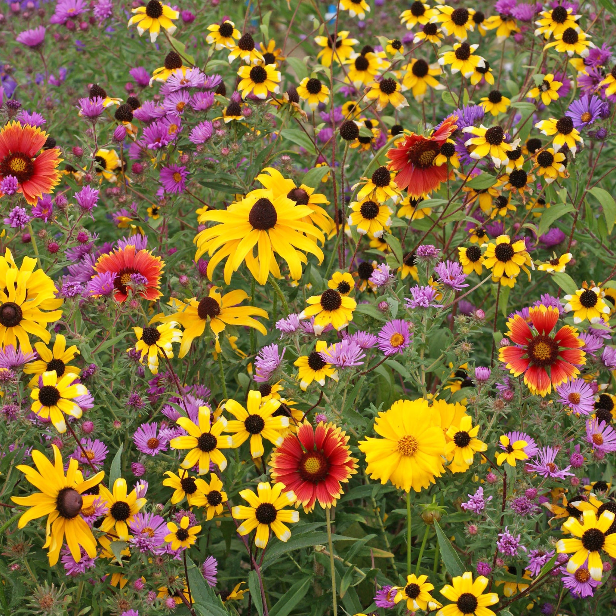 Eastern Canadian Untreated Wildflower Mix